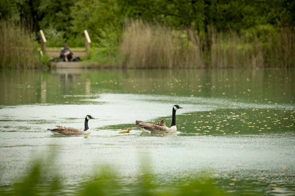 Clawford Lakes, Holiday Park South West - 25