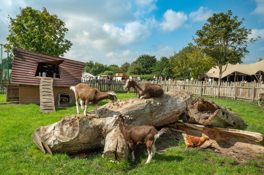 De Bongerd, Holiday Park Noord-Holland - 36